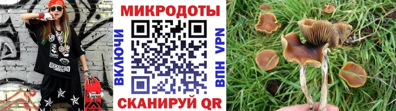 Купить  Болохово  Галлюциногенные грибы Psilocybe 